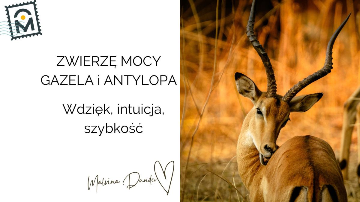 Zwierzę Mocy Antylopa i Gazela znaczenie – szybkość, gracja,&nbsp;intuicja