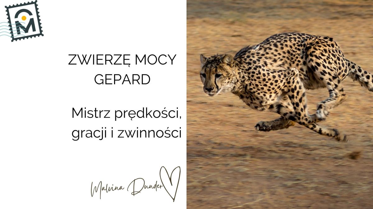 Zwierzę Mocy Gepard – znaczenie, symbolika przewodnika szybkości i&nbsp;wdzięku