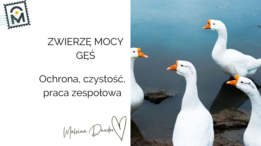 GĘŚ Zwierzę Mocy, znaczenie, symbol, przesłanie, właściwości