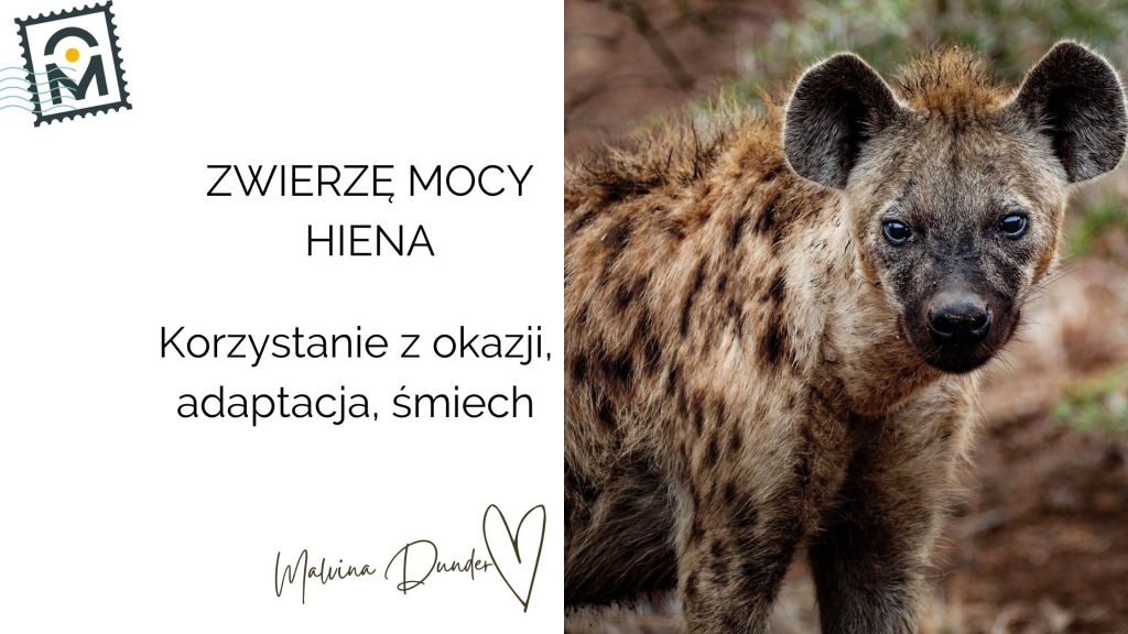 Zwierzę Mocy Hiena znaczenie – korzystanie z okazji, zaradność, społeczność i siła&nbsp;przetrwania