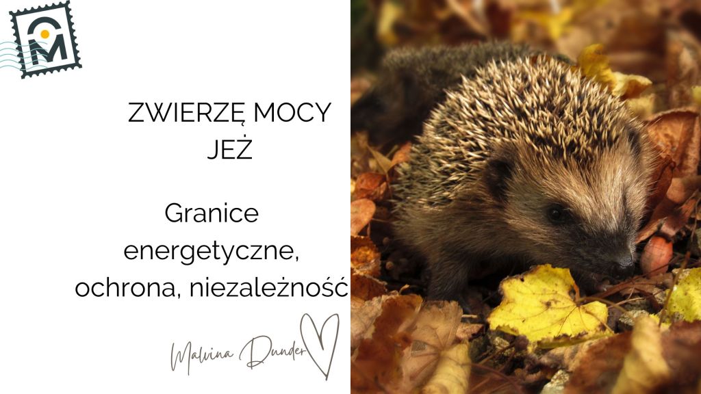 Zwierzę Mocy Jeż znaczenie – granice energetyczne, ochrona,&nbsp;niezależność