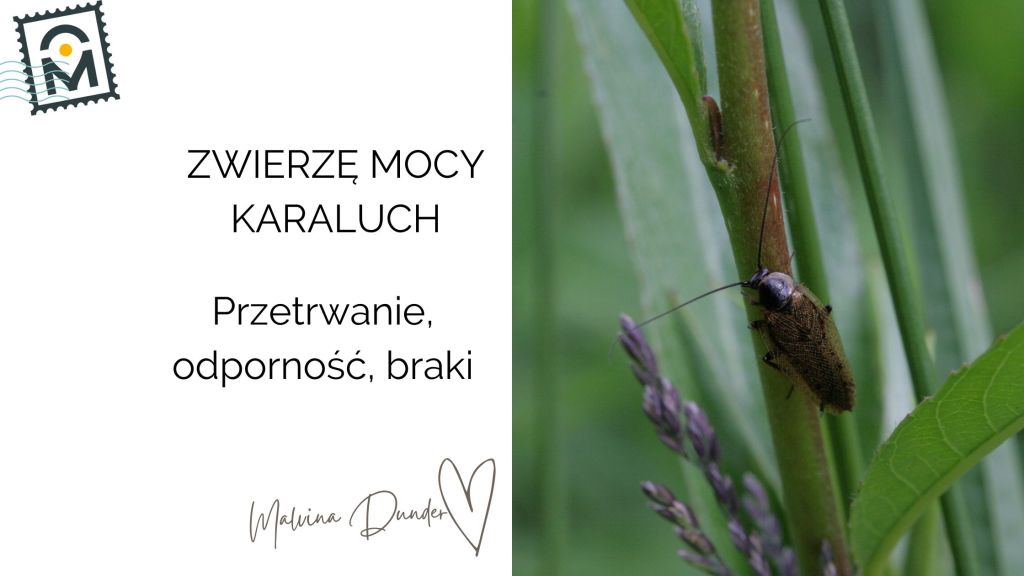 Zwierzę Mocy Karaluch znaczenie – przetrwanie, odporność,&nbsp;braki