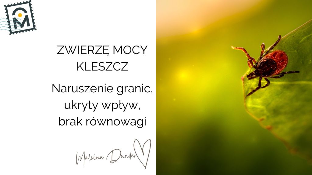 Zwierzę Mocy Kleszcz znaczenie – ostrzeżenie przed pasożytniczą&nbsp;energią