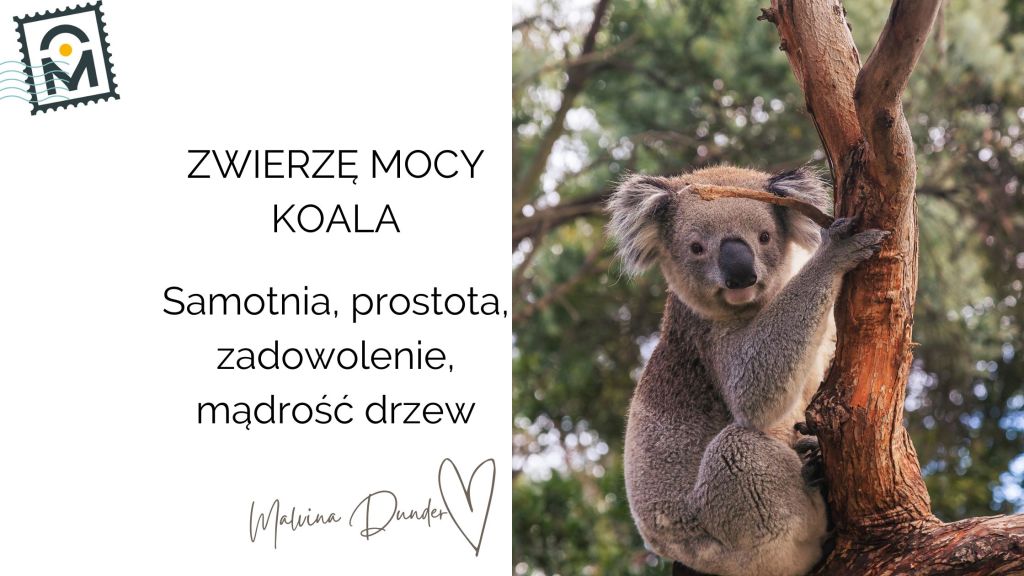 Zwierzę Mocy Koala znaczenie – siła spokoju i mądrości&nbsp;drzew