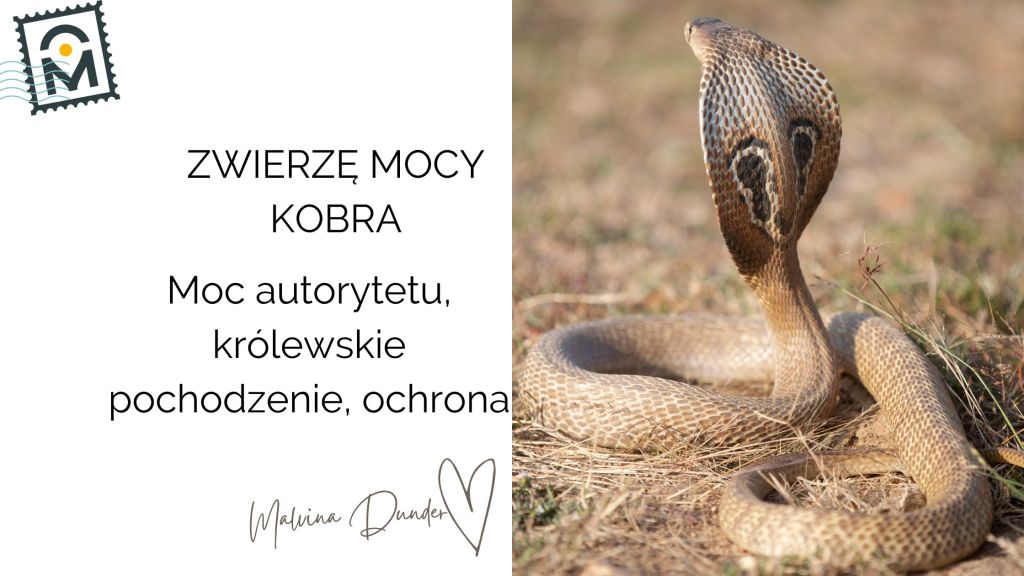 Zwierzę Mocy Kobra znaczenie – królewskie pochodzenie, ochrona,&nbsp;kundalini
