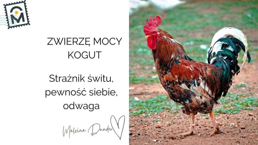 Zwierzę Mocy Kogut znaczenie – strażnik świtu, pewność siebie,&nbsp;ochrona