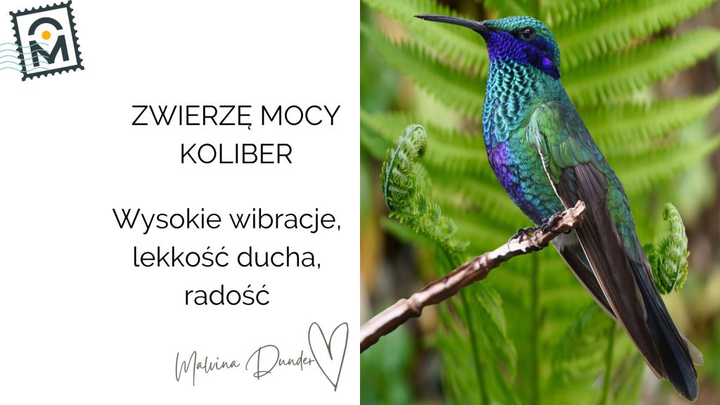 Zwierzę Mocy Koliber znaczenie – wysokie wibracje, lekkość, nektar&nbsp;życia