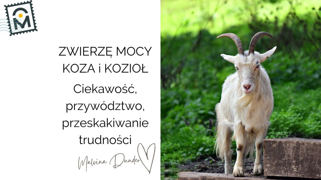 Zwierzę Mocy Koza, Kozioł znaczenie – zaradność, odwaga i kreatywne pokonywanie&nbsp;przeszkód