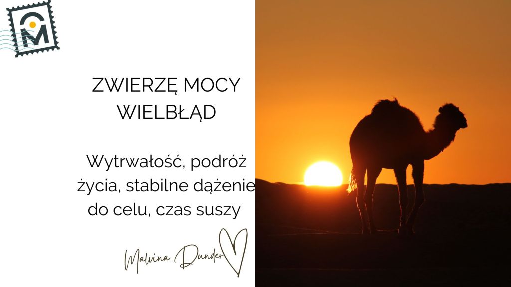 Zwierzę Mocy Wielbłąd – znaczenie i symbolika wytrwałości i mądrość długiej&nbsp;drogi