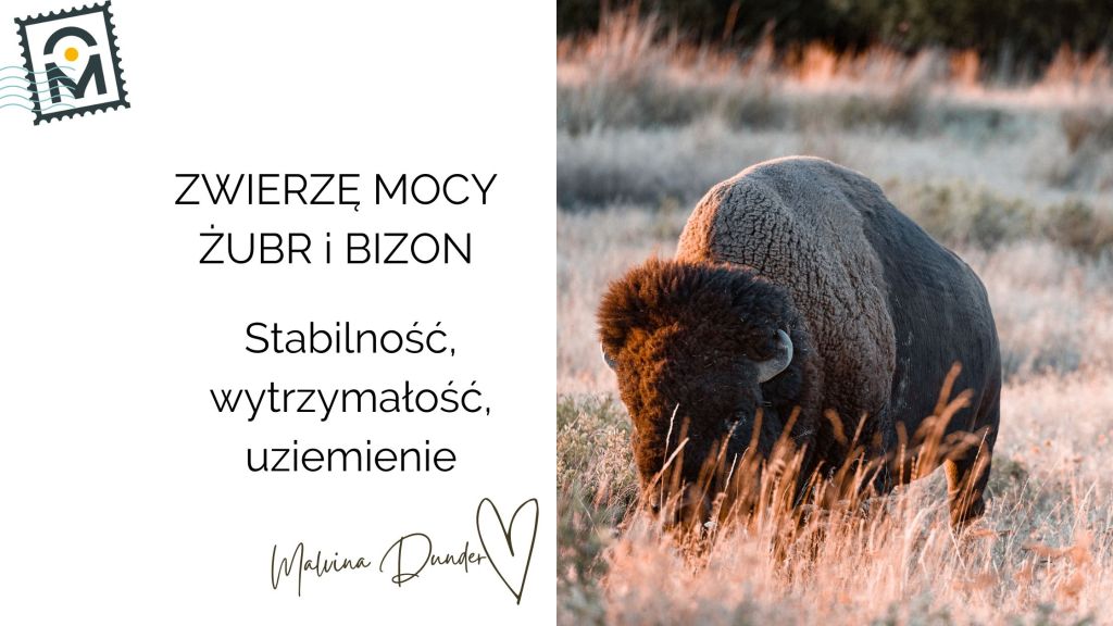Zwierzę Mocy Żubr i Bizon znaczenie, symbolika – solidny fundament, połączenie z Matką Ziemią,&nbsp;wytrzymałość