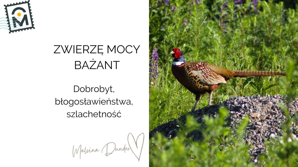 Zwierzę Mocy Bażant znaczenie – majestat, obfitość i duchowa pewność&nbsp;siebie
