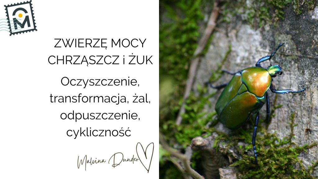 Zwierzę Mocy Żuk znaczenie – transformacja i&nbsp;oczyszczenie