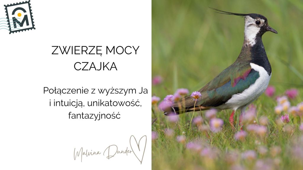 Zwierzę Mocy Czajka znaczenie – czujność, połączenie z intuicją i fantazyjny&nbsp;lot