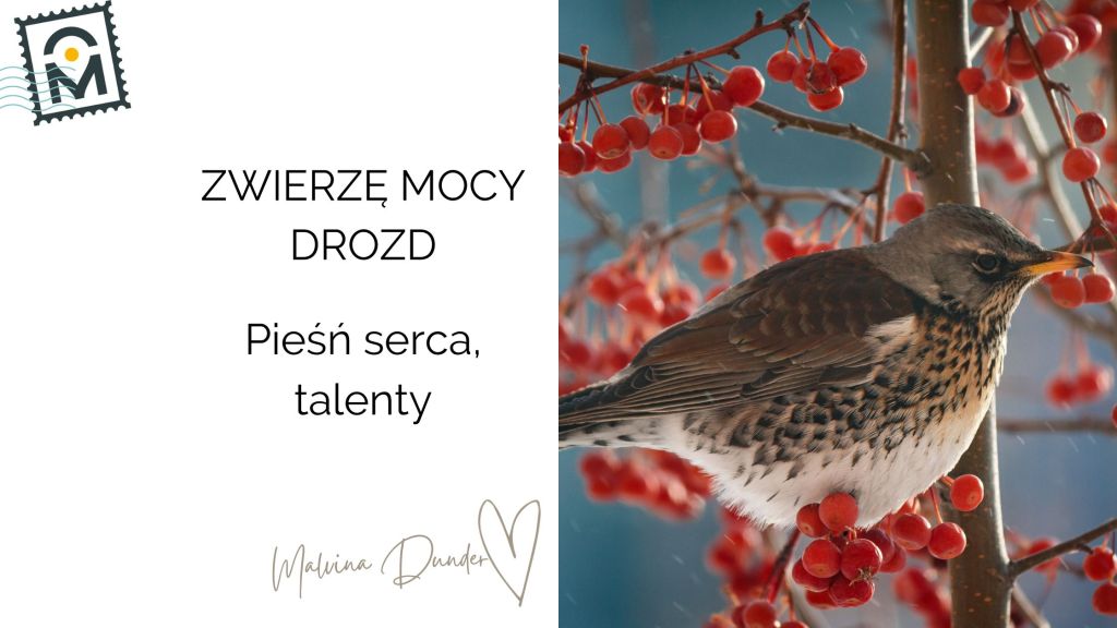 Zwierzę Mocy Drozd znaczenie – głos duszy, radość wewnętrzna, komunikacja z&nbsp;serca