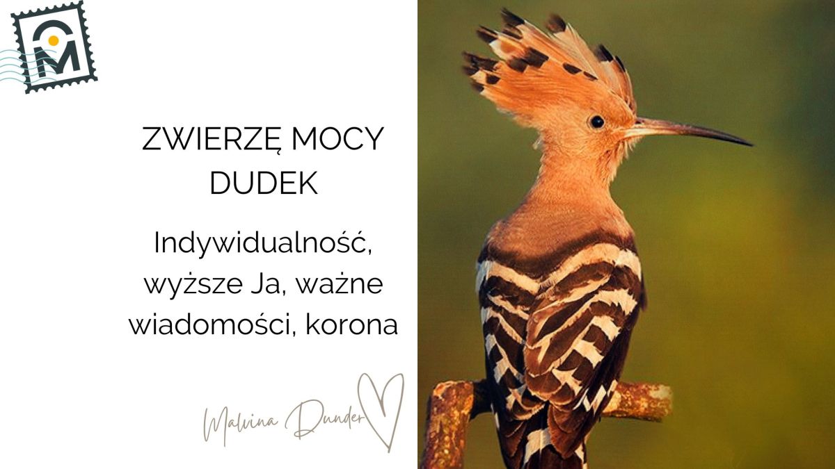 Zwierzę Mocy Dudek znaczenie, symbolika – król ptaków, wyższe Ja, ważne&nbsp;przesłanie