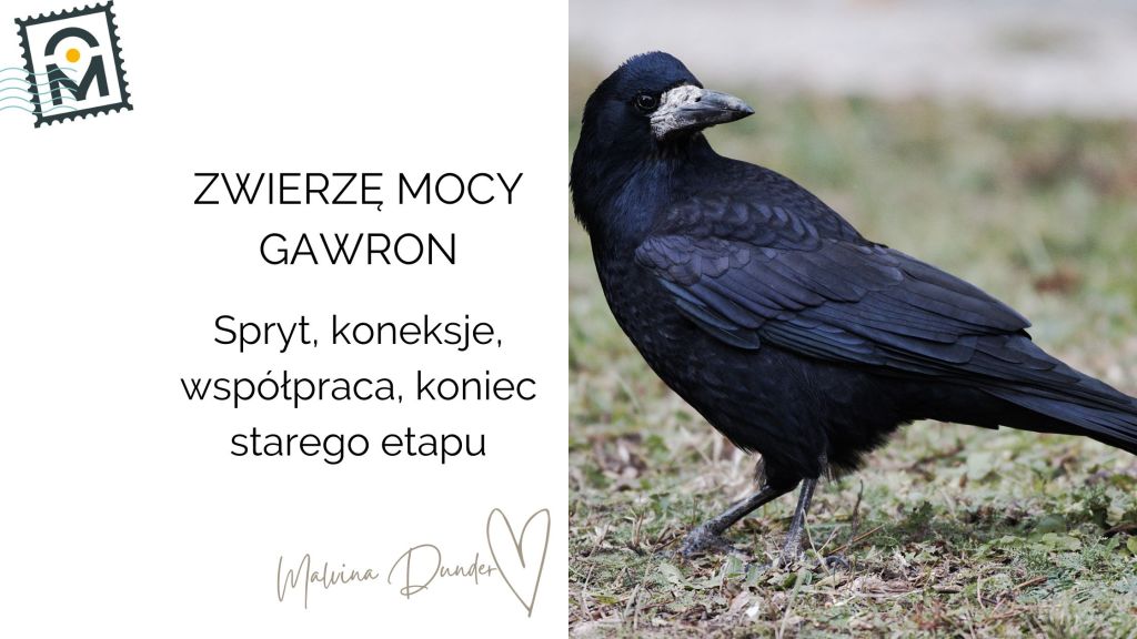 Zwierzę Mocy Gawron znaczenie – spryt, inteligencja, transformacja i duchowe&nbsp;przesłania