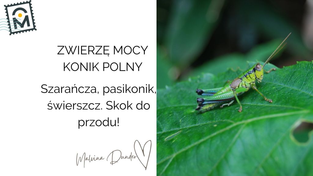 Zwierzę Mocy Konik Polny, Świerszcz, Pasikonik znaczenie – skok do przodu, wiara, czas&nbsp;zmian