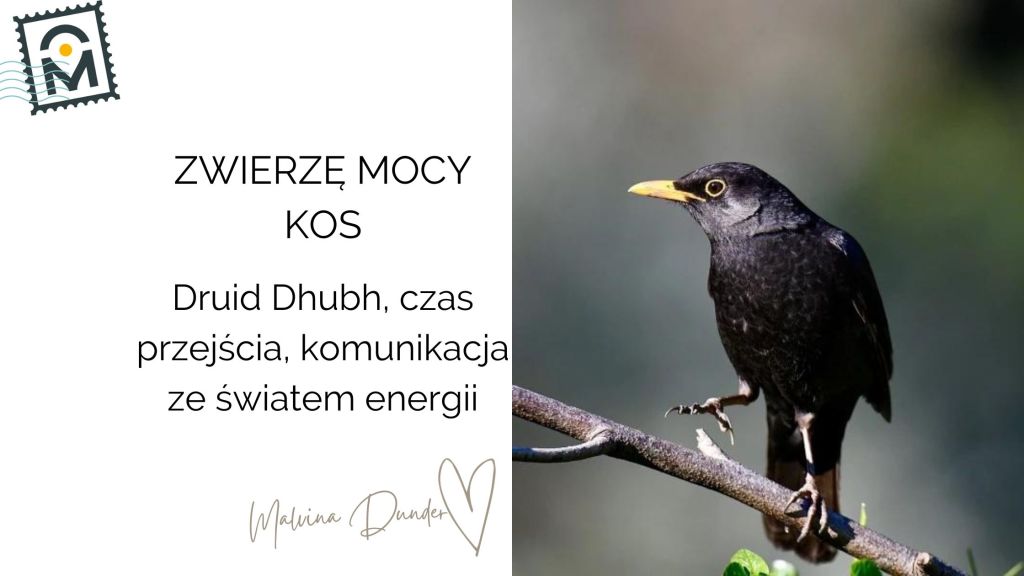 Zwierzę Mocy Kos znaczenie – tajemnica, magia, komunikacja ze światem energii, Druid&nbsp;Dhubh