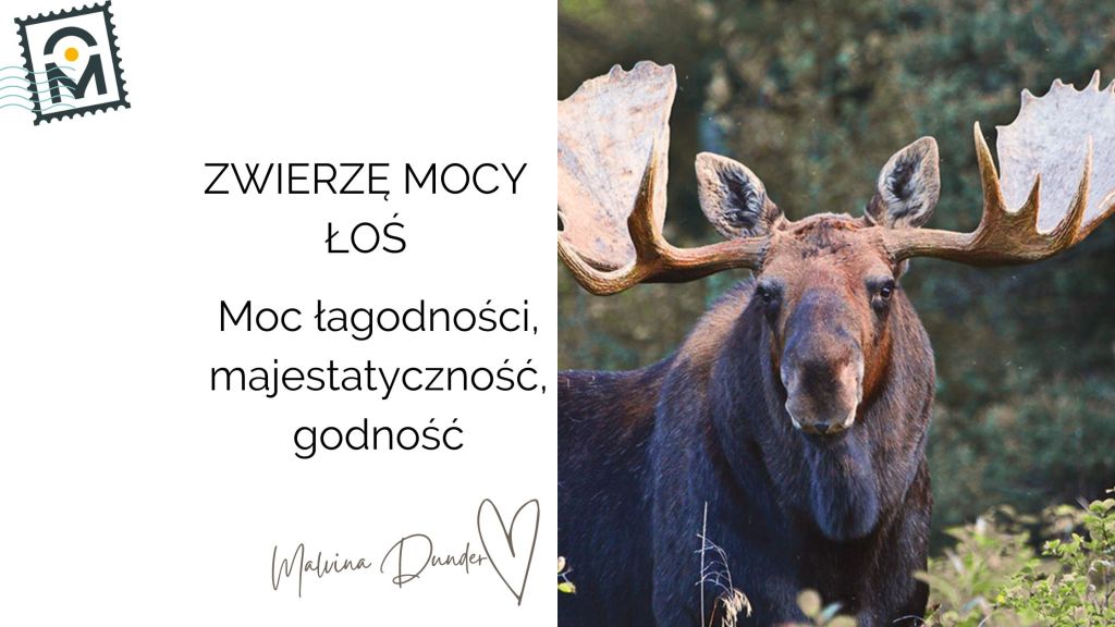 Zwierzę Mocy Łoś znaczenie – moc łagodności, majestatyczność, godność,&nbsp;intuicja