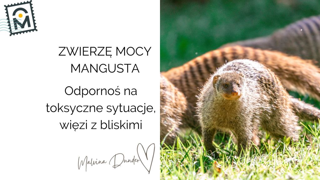 Zwierzę Mocy Mangusta znaczenie – zwinność, spryt, odporność na&nbsp;jad