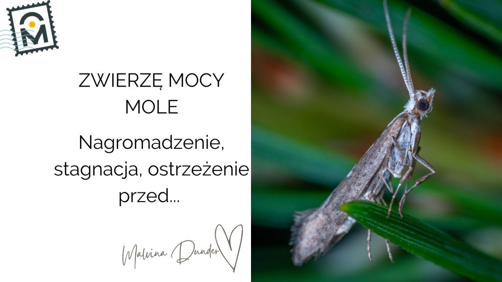 Zwierzę Mocy Mól – znaczenie, symbolika cichego niszczenia i&nbsp;zagrożenia