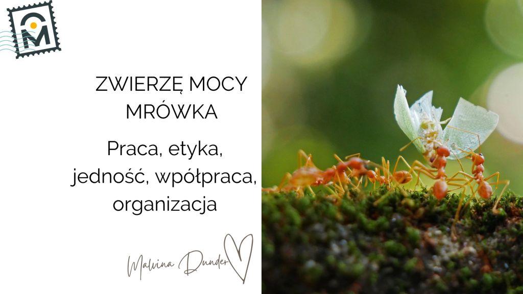 Zwierzę Mocy Mrówka – znaczenie, siła współpracy, etyka, organizacja i&nbsp;wytrwałość