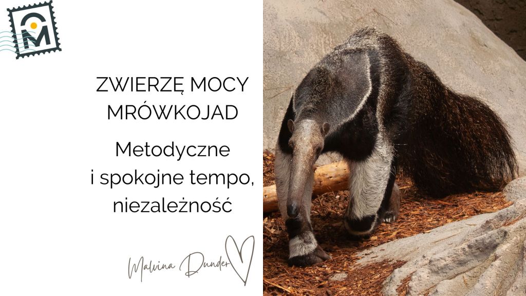 Zwierzę Mocy Mrówkojad znaczenie – cierpliwość, niezależność i siła spokojnego&nbsp;działania