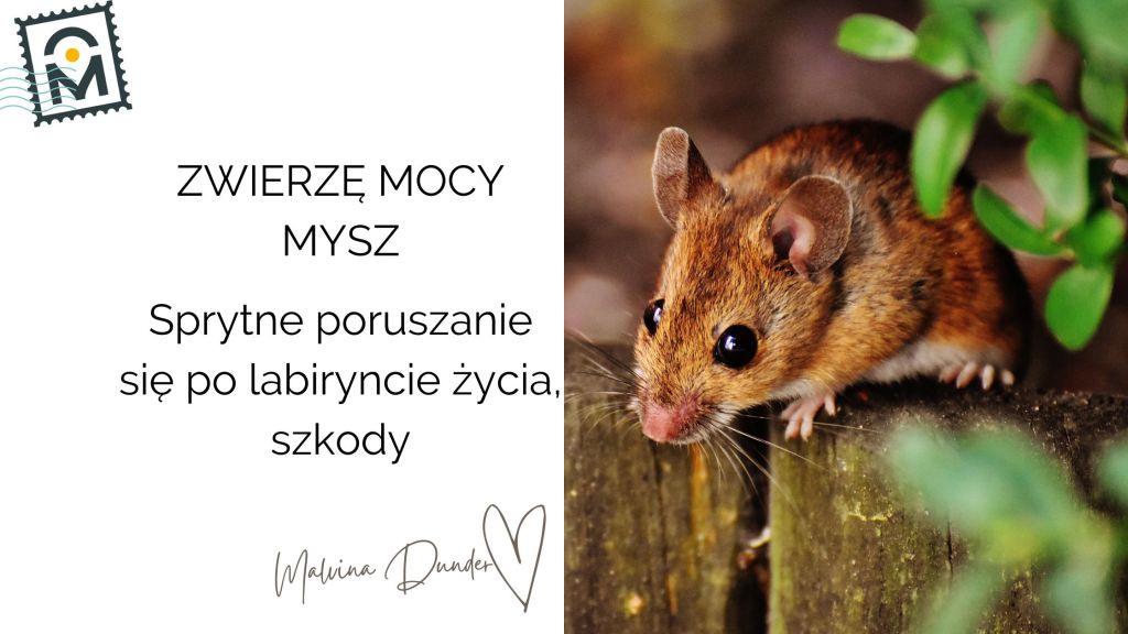 Zwierzę Mocy Mysz znaczenie – ciekawość, poruszanie się po labiryntach życia, ukryte&nbsp;straty