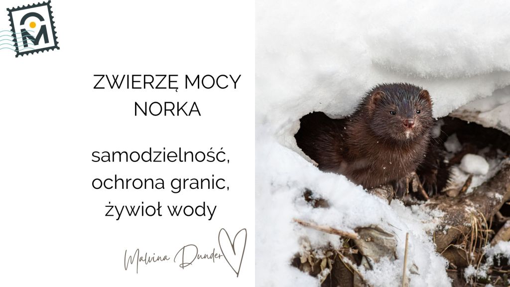 Zwierzę Mocy Norka znaczenie – zaradność, adaptacja, granice i woda&nbsp;emocji