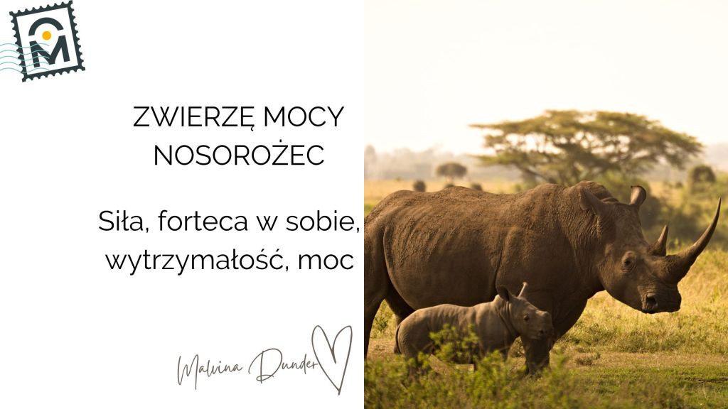 Zwierzę Mocy Nosorożec znaczenie, symbolika – forteca w sobie i siła&nbsp;spokoju