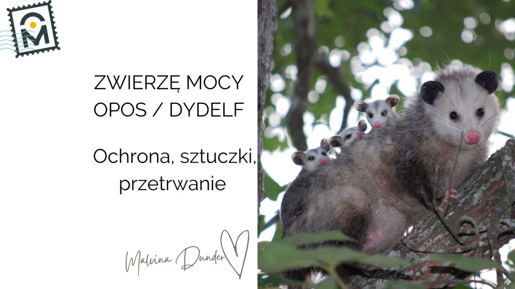 Zwierzę Mocy Opos znaczenie – ochrona, spryt, strategia,&nbsp;iluzja