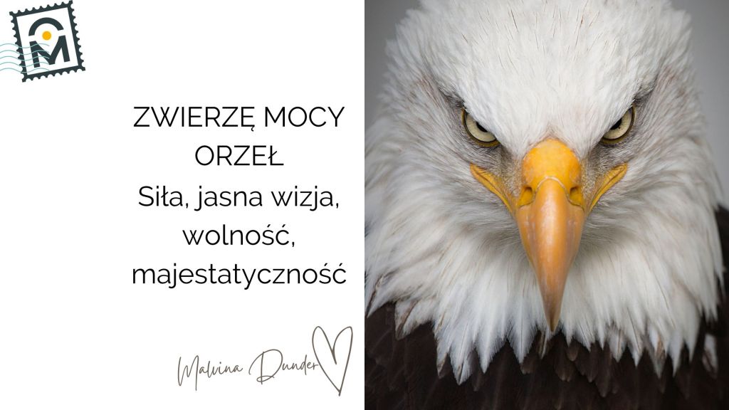 Zwierzę Mocy Orzeł znaczenie – przewodnik jasnej wizji, wolności,&nbsp;siły