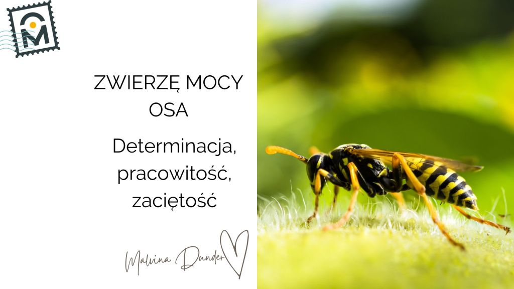 Zwierzę Mocy Osa znaczenie, symbolika – dyscyplina i siła&nbsp;działania