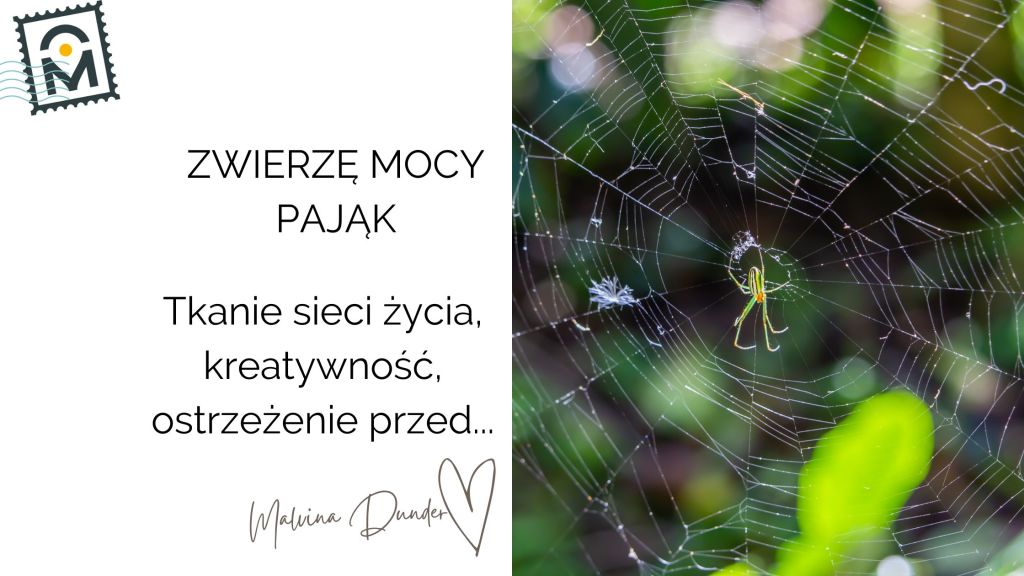 Zwierzę Mocy Pająk znaczenie – sieć życia, powiązania, kreatywność,&nbsp;ostrzeżenie