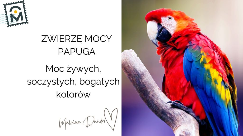 Zwierzę Mocy Papuga znaczenie i symbolika – moc żywych kolorów, wibracji oraz&nbsp;komunikacji