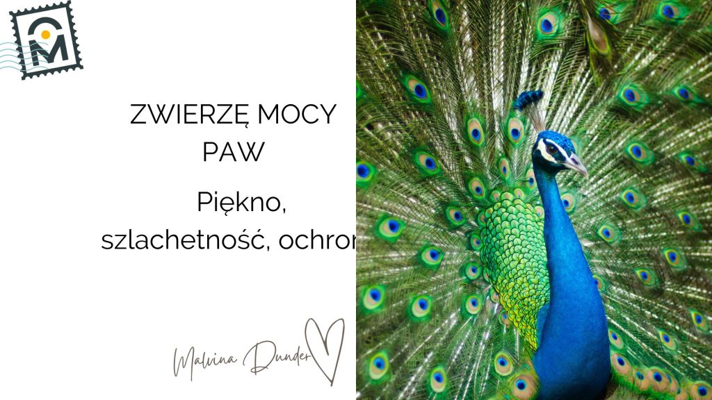 Zwierzę Mocy Paw znaczenie, symbolika – piękno, szlachetność, ochrona Wszystkowidzącego Oka