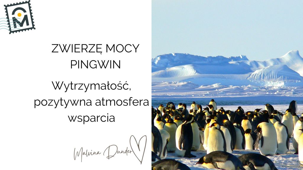 Zwierzę Mocy Pingwin znaczenie – odporność, wspólnota, pozytywna atmosfera&nbsp;wsparcia