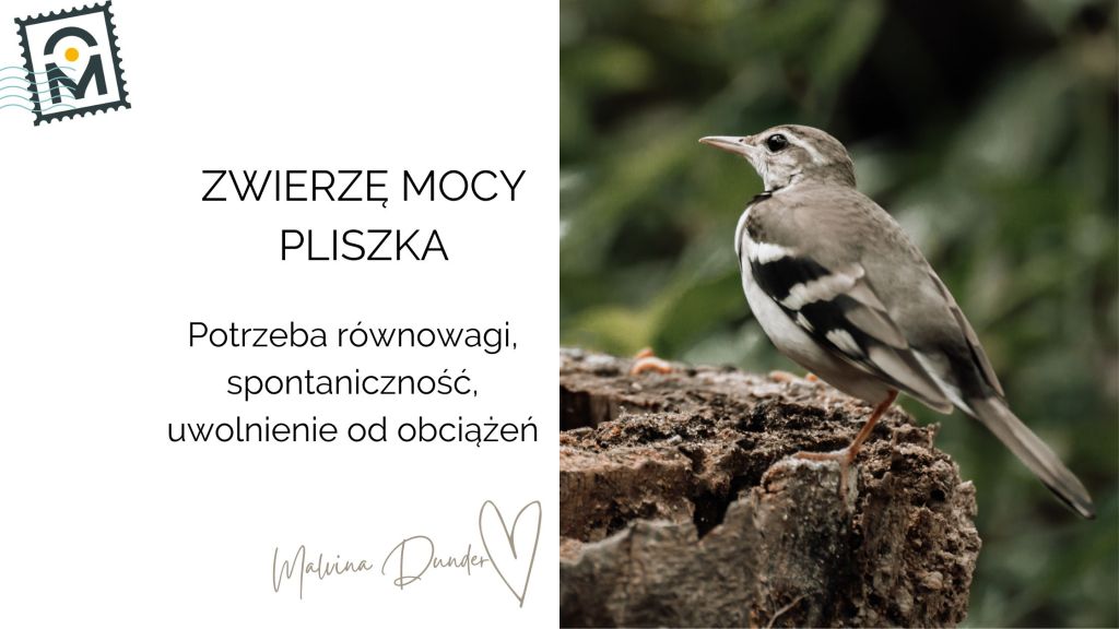 Zwierzę Mocy Pliszka znaczenie i przesłanie – potrzeba równowagi, spontaniczność, uwolnienie od&nbsp;obciążeń