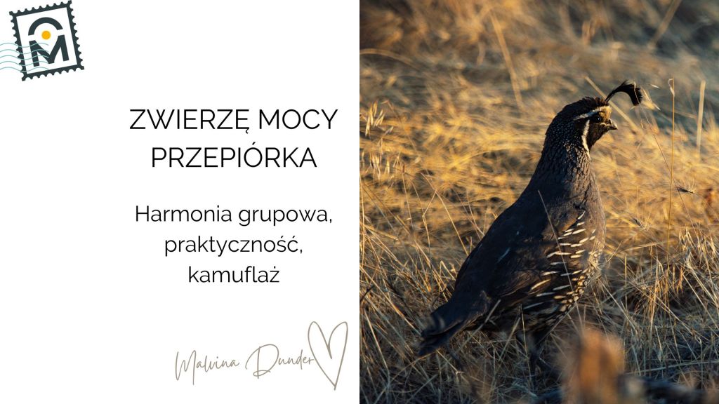Zwierzę Mocy Przepiórka znaczenie – harmonia, uziemienie, ochrona i prostota&nbsp;codzienności