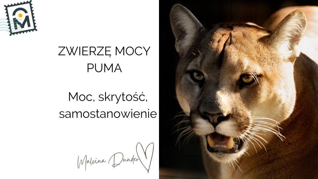 Zwierzę Mocy Puma znaczenie – cicha siła, intuicja,&nbsp;niezależność