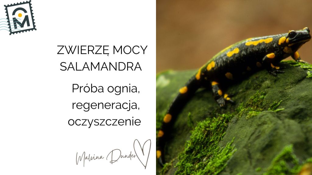 Zwierzę Mocy Salamandra znaczenie – regeneracja, ogień i woda, podróż duszy przez&nbsp;próby