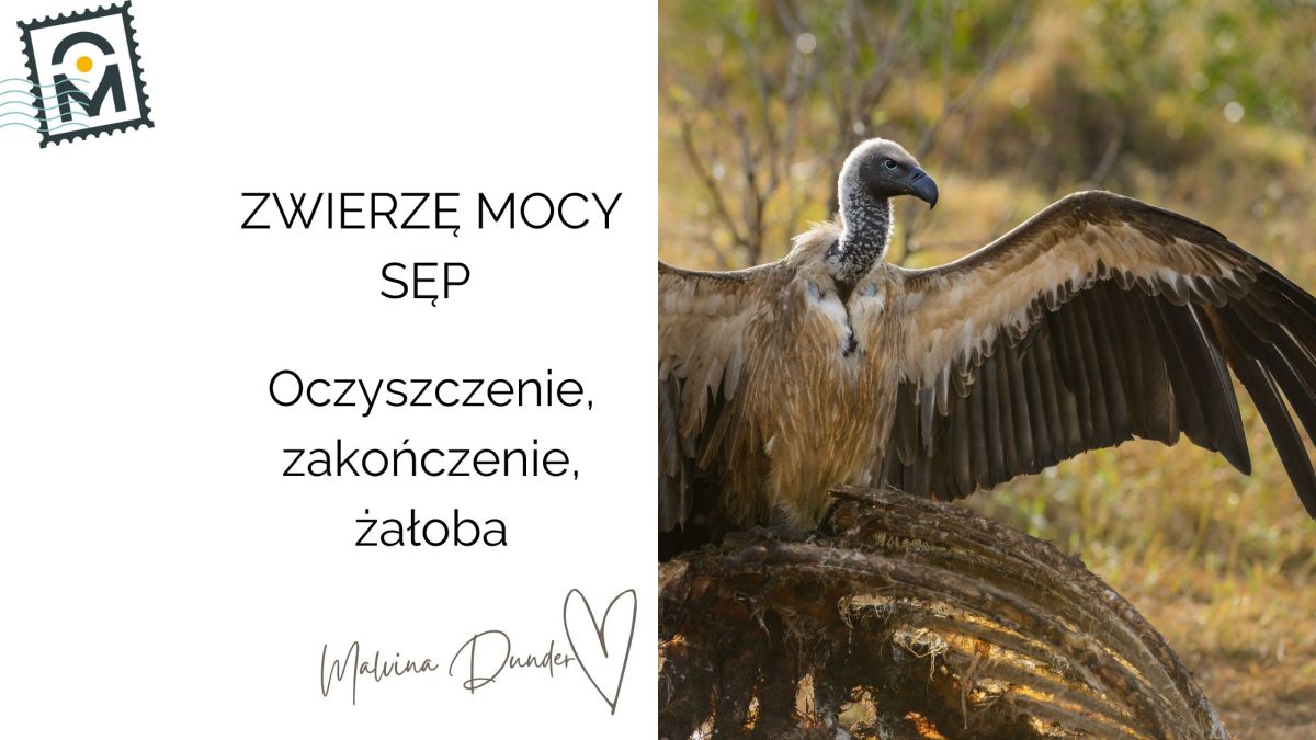 Zwierzę Mocy Sęp znaczenie – oczyszczenie, transformacja i praca z&nbsp;cieniem