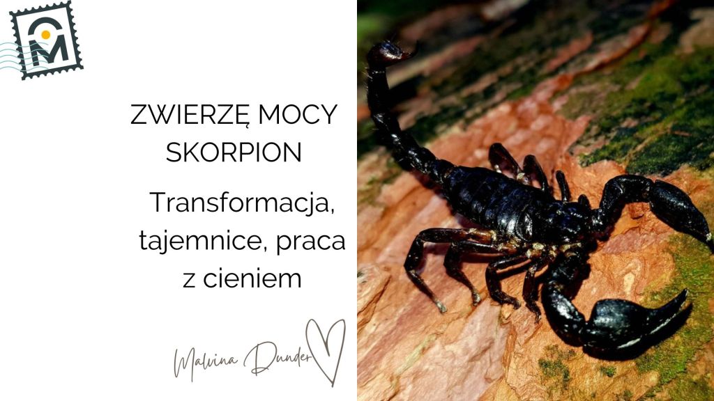 Zwierzę Mocy Skorpion znaczenie, symbolika – praca z cieniem, tajemnice, transformacja,&nbsp;intensywność