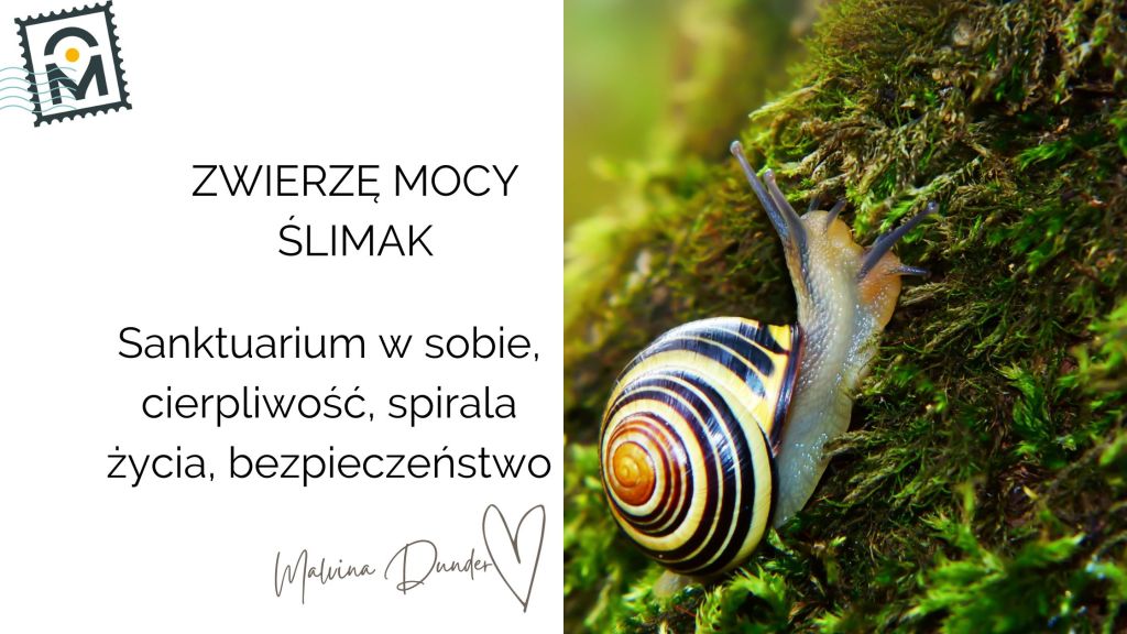 Zwierzę Mocy Ślimak znaczenie – cierpliwość, wolne tempo, wewnętrzne&nbsp;sanktuarium