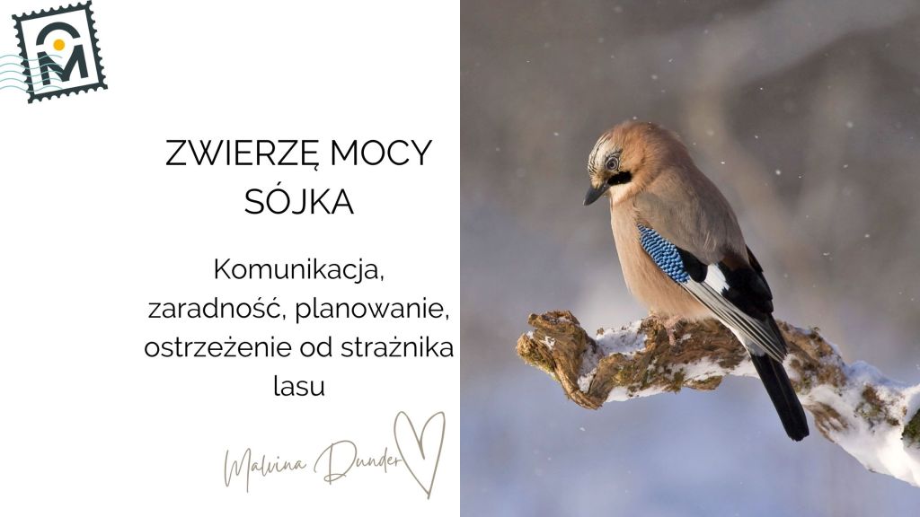 Zwierzę Mocy Sójka znaczenie – komunikacja, niebieska energia, planowanie, głos strażniczki&nbsp;lasu