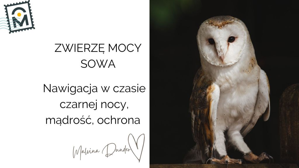 Zwierzę Mocy Sowa znaczenie – przewodniczka Nocy Duszy, mądrość, intuicja i ochrona w&nbsp;ciemności
