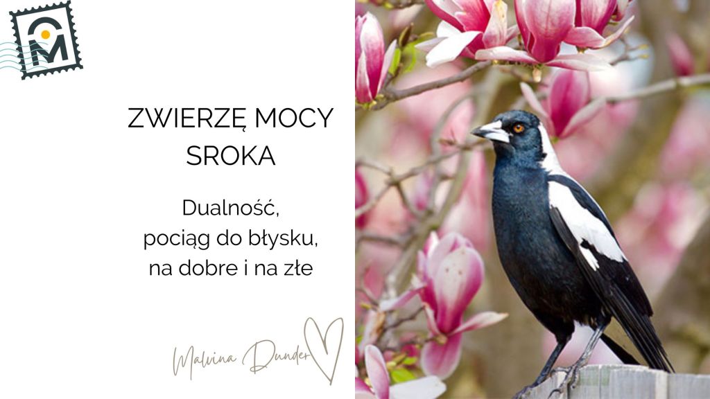 Zwierzę Mocy Sroka znaczenie – dualność, błysk, ciekawość i&nbsp;współpraca