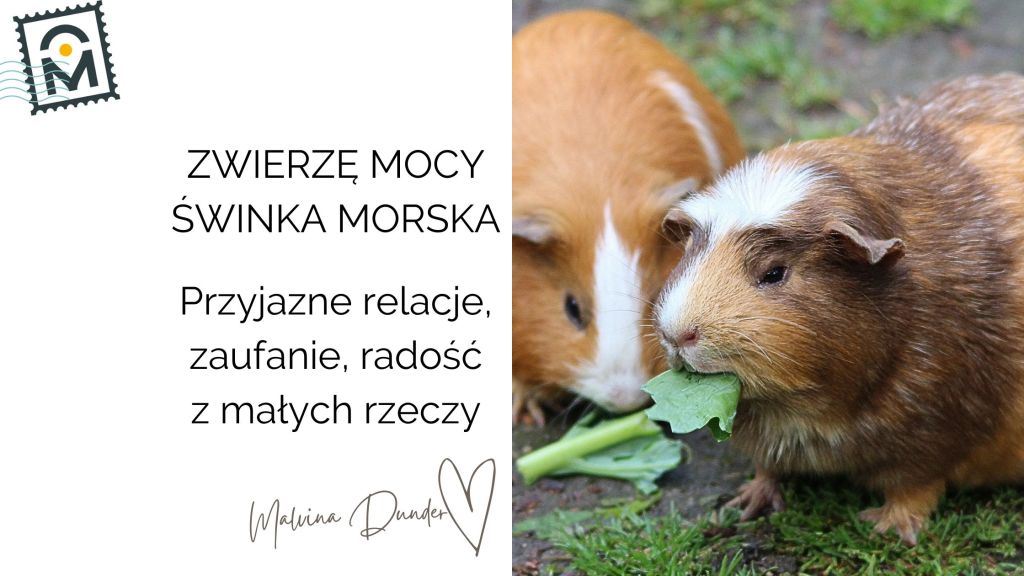 Zwierzę Mocy Świnka Morska znaczenie – łagodność, wspólnota i radość z prostych&nbsp;chwil