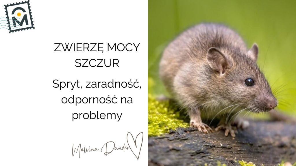 Zwierzę Mocy Szczur znaczenie – spryt, zaradność, odporność w trudnych&nbsp;okolicznościach