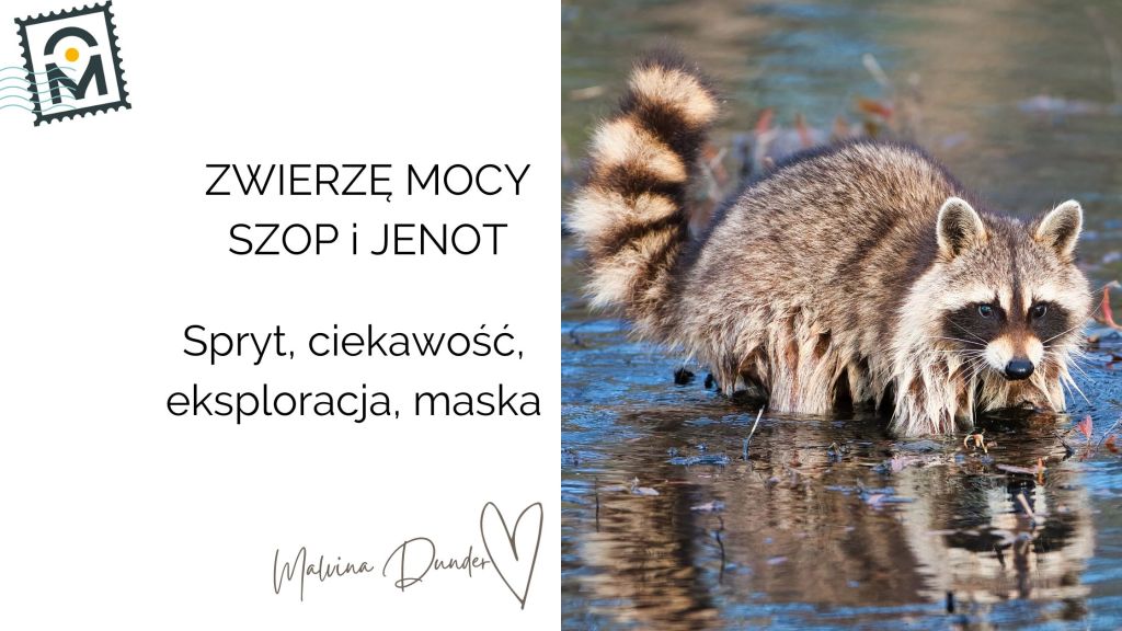 Zwierzę Mocy Szop znaczenie – spryt, ciekawość, zaufanie swojej&nbsp;intuicji